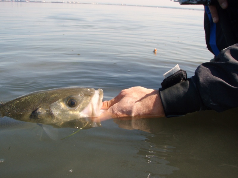 Se saisir du poisson par la gueule permet d’éviter de lui ôter du mucus