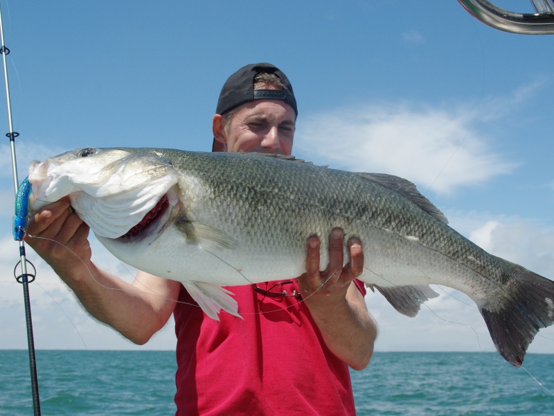 Un très beau maigre au Blue Shad de chez Flashmer