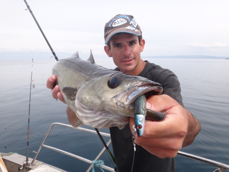 Un lieu jaune pêché grâce au blue shad