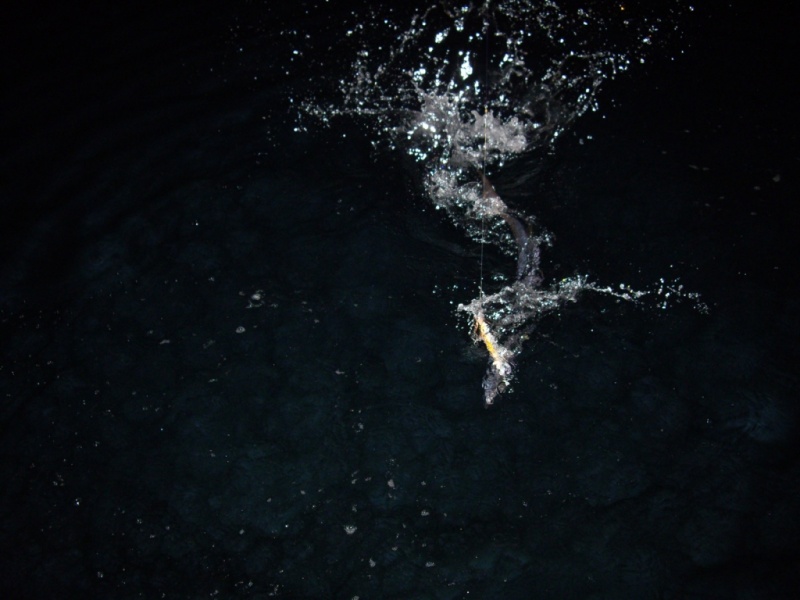 Le barracuda un poisson très puissant. Le barracuda un poisson très puissant.