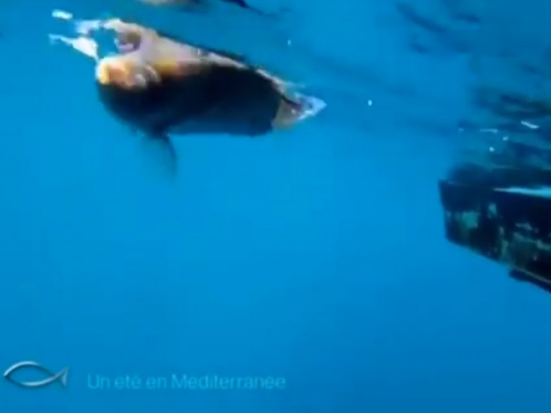 Pêche au palangre et vu sous marine.