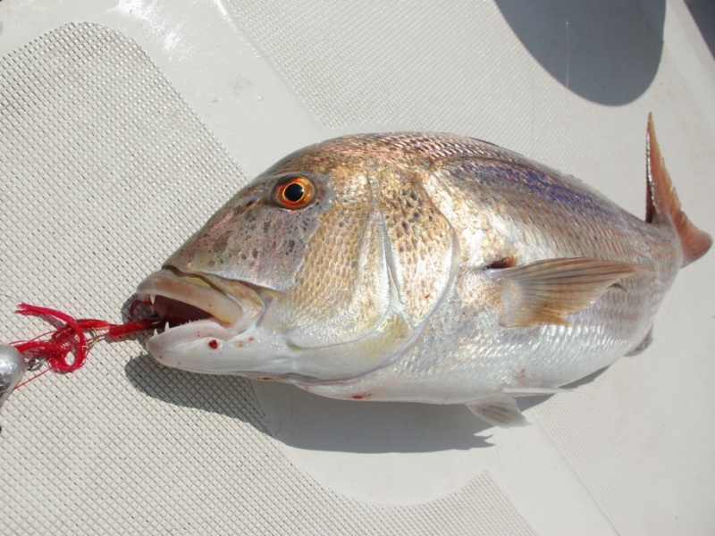 Superbe denti, pêche en casting Superbe denti, pêche en casting
