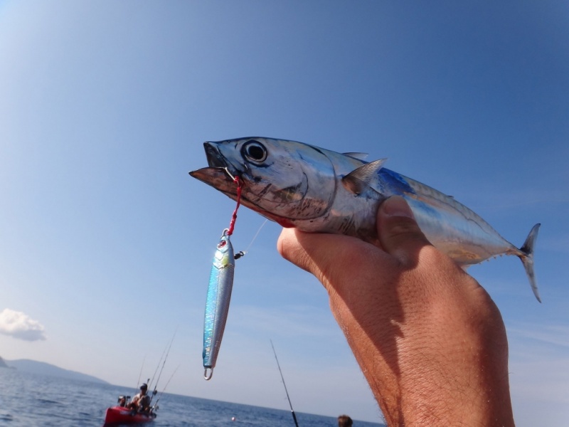 Petite Pélamide pêcher avec le metal Spot en kayak.