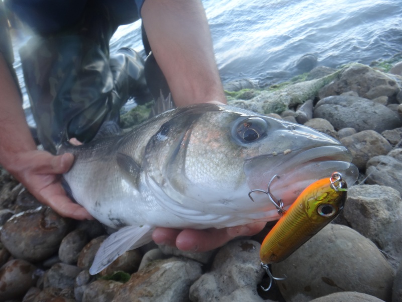 Loup du bord de mer au stickbait