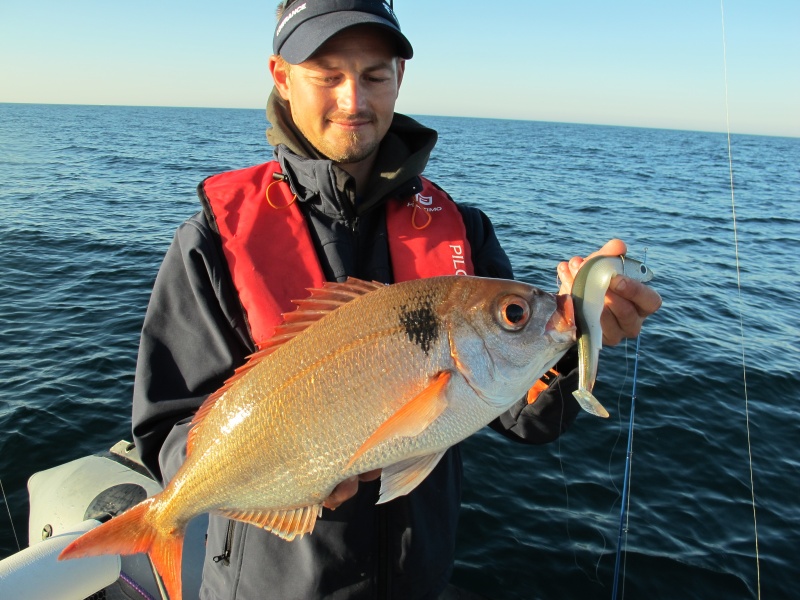 Dorade rose de 2.5 kg pris au Black Minnow Dorade rose de 2.5 kg pris au Black Minnow