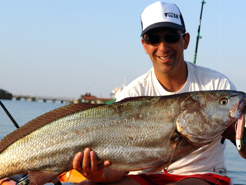 Les maigres adorent le Black minnow en coloris rose (poisson de 8 kg)