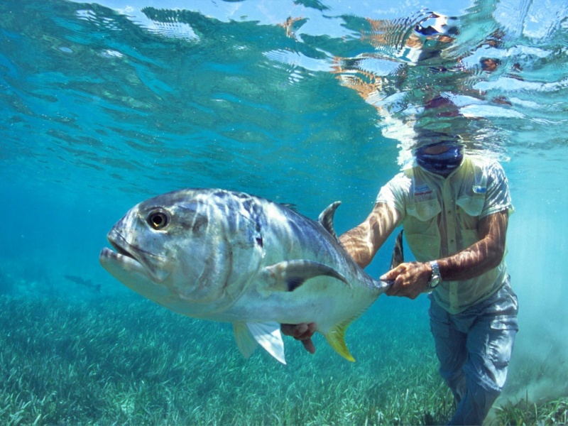 Shimano, milite activement pour le catch et release (pêche et relâche) Shimano, milite activement pour le catch et release (pêche et relâche)