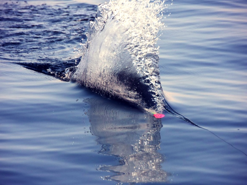 L'xPlode Rapala déploie une superbe gerbe d'eau