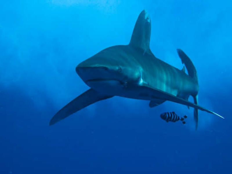 Requin Apo pris en photo aux Philippines par Gilles de coursdeplongee.com Requin Apo pris en photo aux Philippines par Gilles de coursdeplongee.com