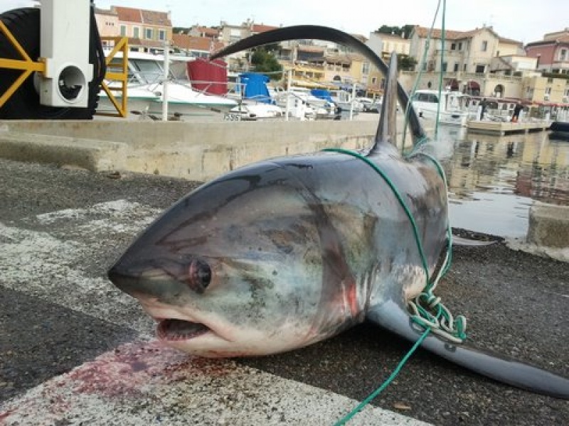 Requin Renard pêché par un filet à Sausset-les-Pins dans 4 mètres d'eau Requin Renard pêché par un filet à Sausset-les-Pins dans 4 mètres d'eau