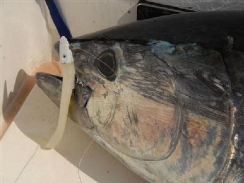 Rone pêche au thon Rone pêche au thon