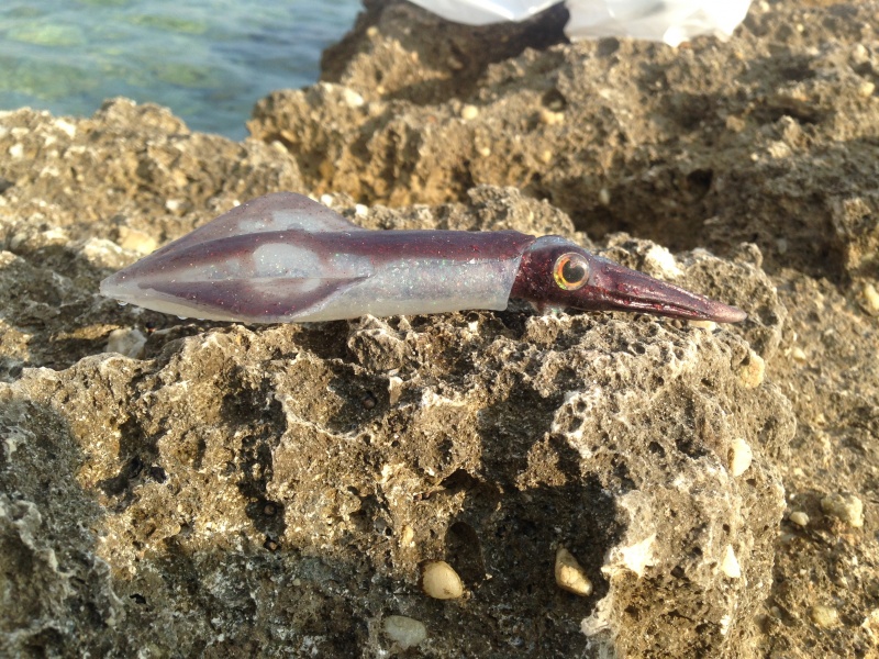 Le Chipiron de SquidArt prend la pose sous le soleil de Sausset-les-Pins Le Chipiron de SquidArt prend la pose sous le soleil de Sausset-les-Pins