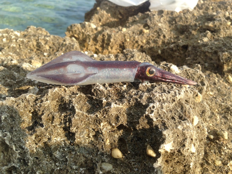 Le Chipiron de SquidArt prend la pose sous le soleil de Sausset-les-Pins