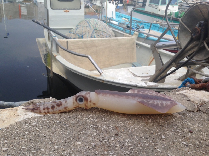 Le Leviatan SquidArt, est sans doute le plus gros leurre souple du marché, seul les pêcheurs grands fonds sauront l'apprécier