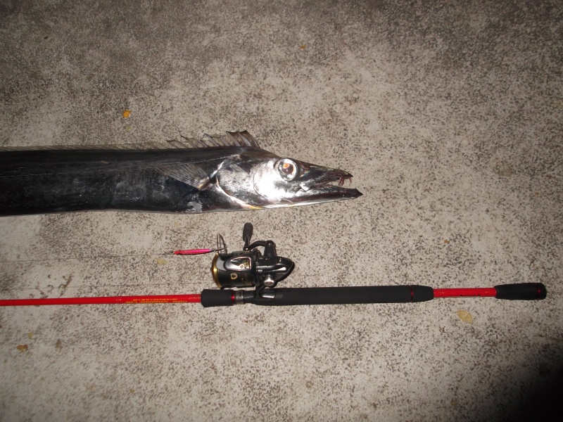 Sabre en shore Jigging avec une Tenryu