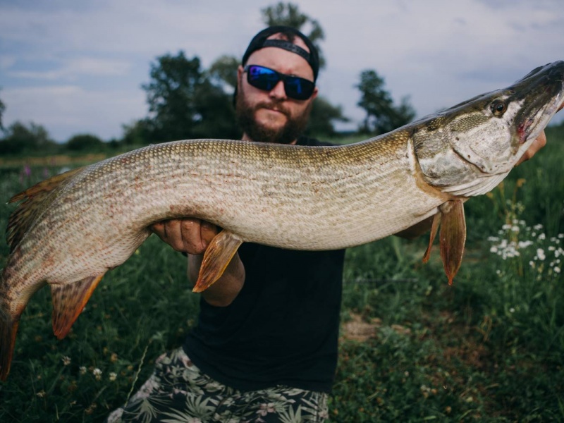 tres-gros-brochet-sakura-fishing