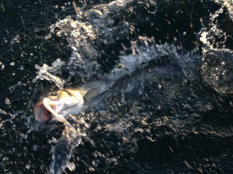 Fourrage pêche au bar par fort courant 