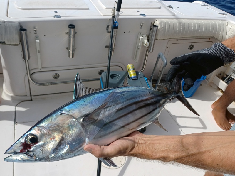 Un vif capturé pour une session de pêche à la traîne au marlin. Un vif capturé pour une session de pêche à la traîne au marlin.