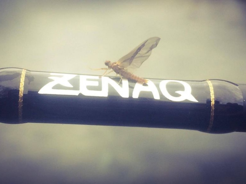 Zenaq photo ambiance.