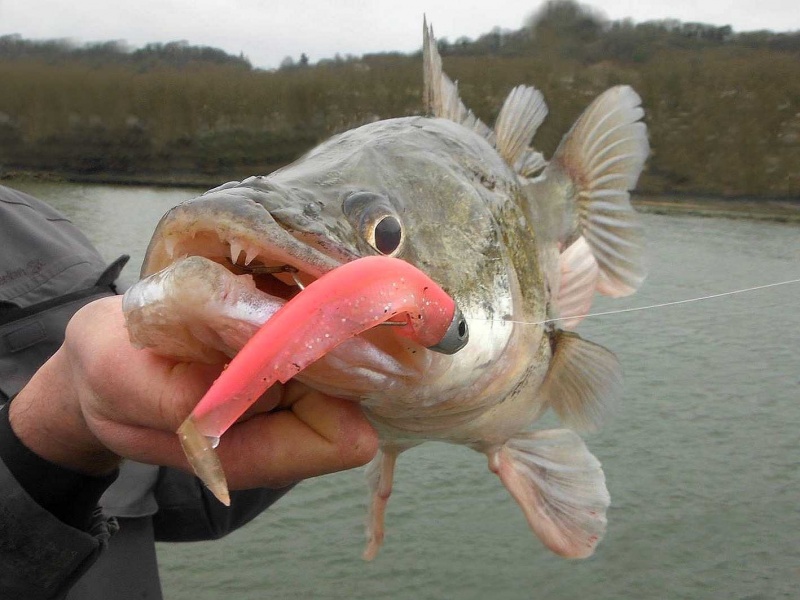 Un sandre pêché avec un black minnow rose