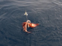 Calamar rouge pris à la turlutte aiguille doté d’un appât