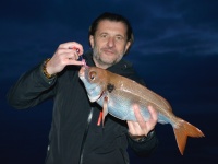 La dorade rose est un sparidé qui se pêche très bien aux leurres-appâts ! 