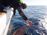 Fabien Harbers avec un griset de 3 m ! 