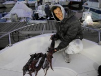 Magnifiques spécimens de calamars rouges pris en peu de temps au moulinet électrique !