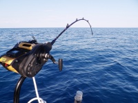 Moulinet électrique XL611 Kristal Fishing en pleine action !