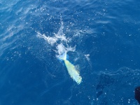 La coryphène est une extraordinaire combattante capable de sauts hors de l’eau et de redémarrages impressionnants !