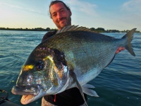 Une dorade royale de plus de 4 kg dans de puissants courant offre un combat impressionnant !