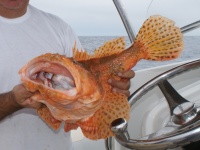 Gros chapon pris en pêche profonde