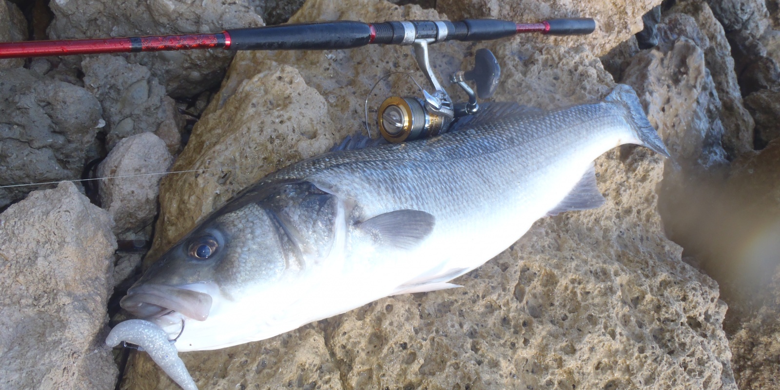 Encore un Loup au One-Up-Shad Blanc Encore un Loup au One-Up-Shad Blanc