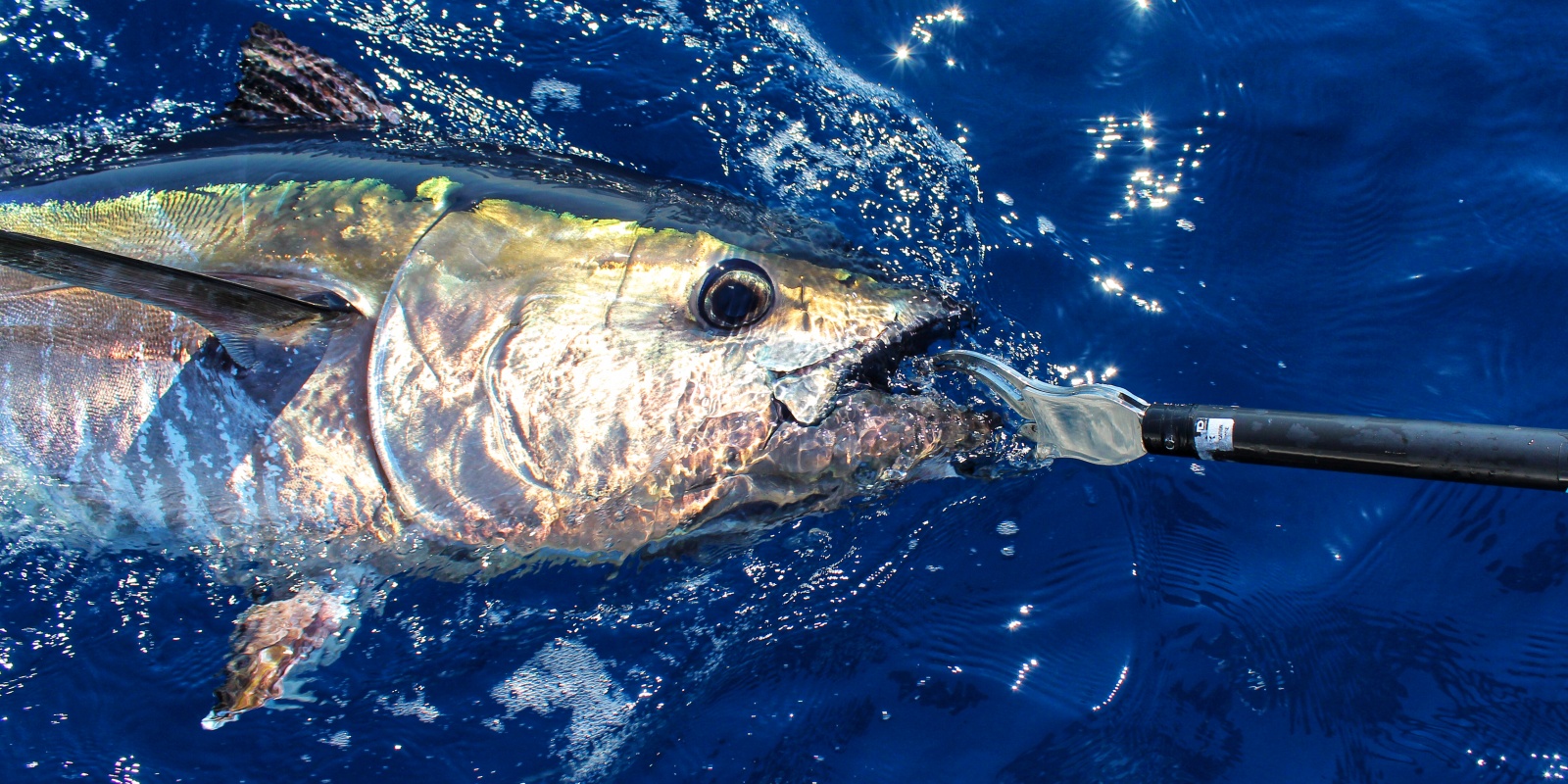 Une bonne pince à thon permet d’immobiliser facilement les plus gros poissons !