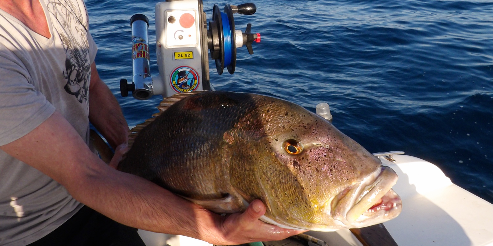 Magnifique denti de 9 kg pris au vif avec la technique du downrigger Magnifique denti de 9 kg pris au vif avec la technique du downrigger