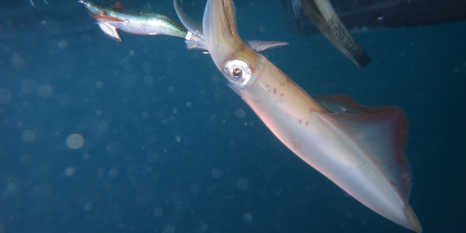 Les mini turluttes sont d’une rare efficacité sur les calamars !