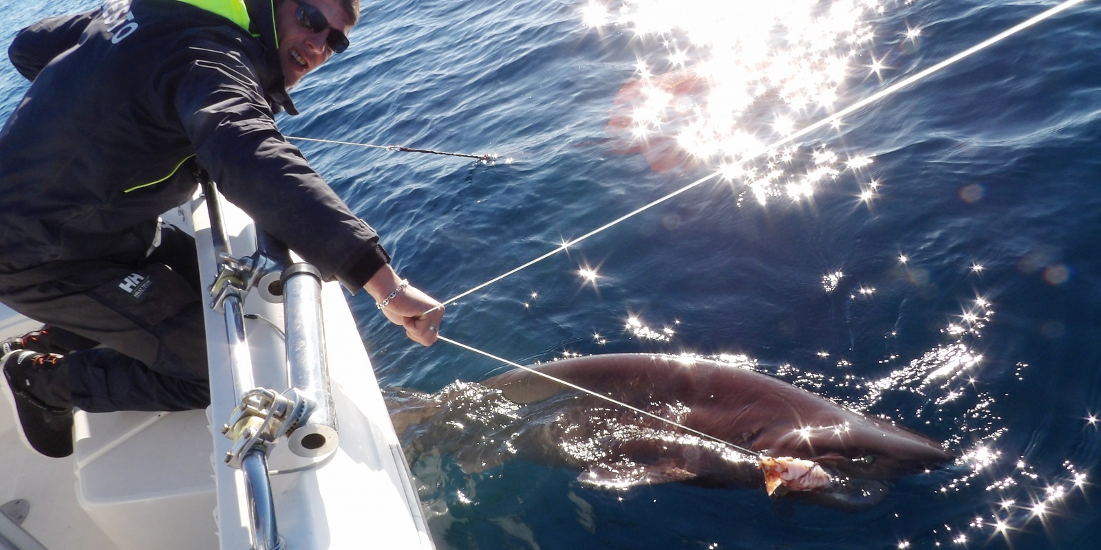 Un requin griset est un poisson impressionnant ! Un requin griset est un poisson impressionnant !