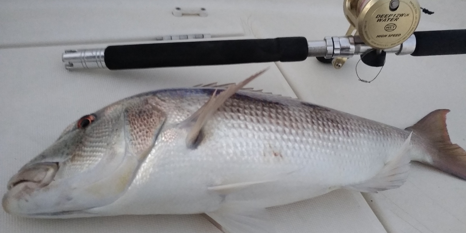 Le moulinet Deep Water Light High Speed WFT est idéal pour la pêche du denti au downrigger