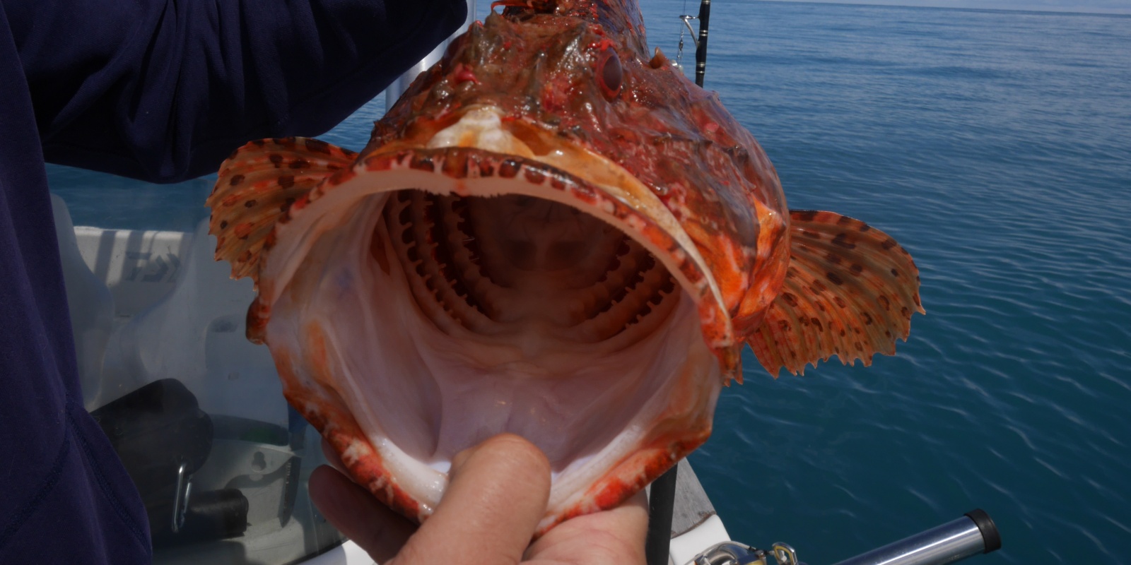 Quand on voit la largeur de la gueule d’un chapon, on comprend que des hameçons de bonnes tailles sont préconisés pour les pêches profondes Quand on voit la largeur de la gueule d’un chapon, on comprend que des hameçons de bonnes tailles sont préconisés pour les pêches profondes