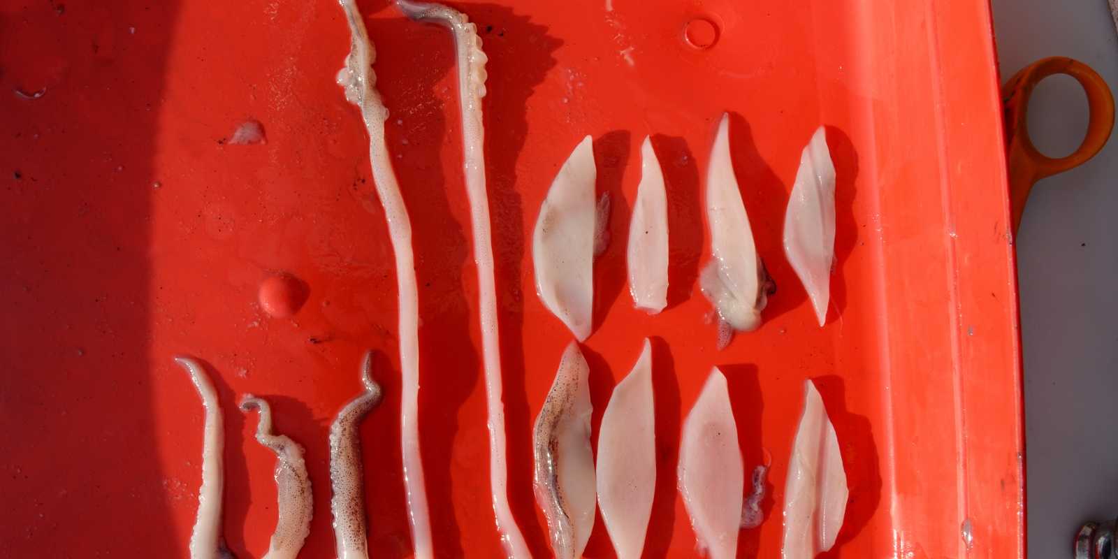 Lanières et tentacules de calamars préparés pour la pêche des dorades grises Lanières et tentacules de calamars préparés pour la pêche des dorades grises