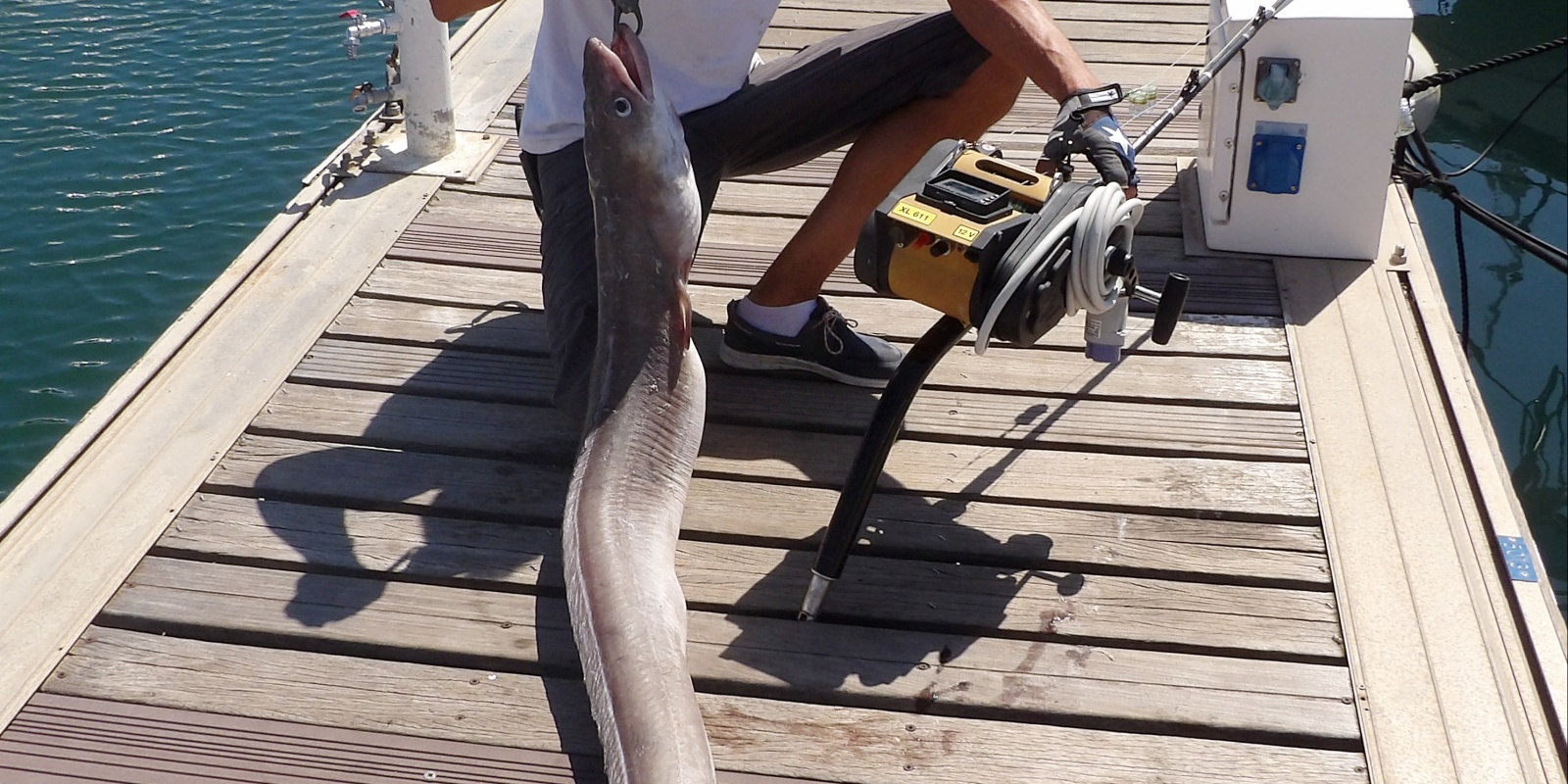 Ce congre de grands fonds pris par Fabien Harbers avec le moulinet XL 611 Kristal Fishing fait prés de 2 m. Il faut savoir que cette espèce peut atteindre 3 m pour prés de 110 kg ! Ce congre de grands fonds pris par Fabien Harbers avec le moulinet XL 611 Kristal Fishing fait prés de 2 m. Il faut savoir que cette espèce peut atteindre 3 m pour prés de 110 kg !