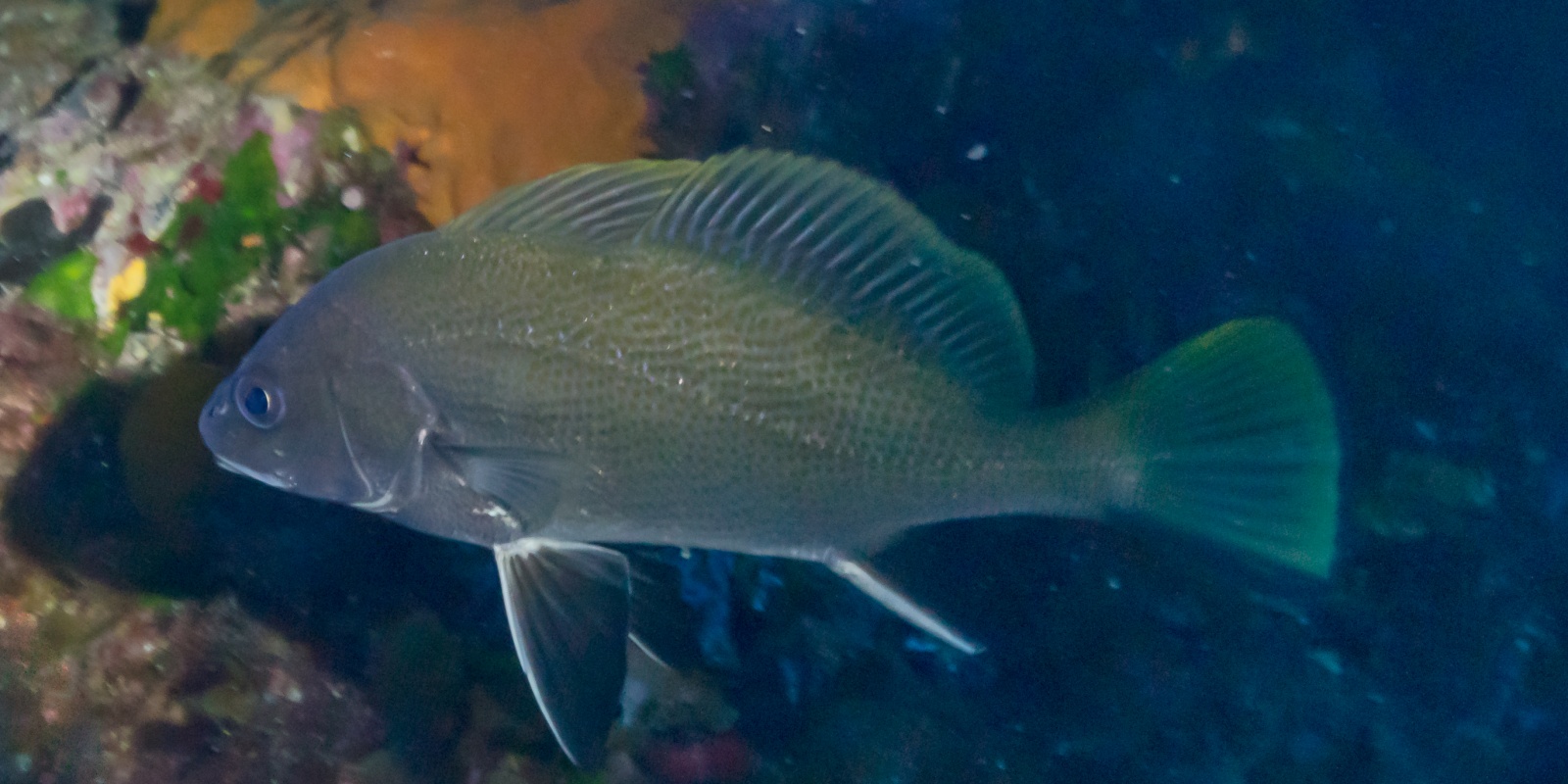 Après 10 ans d’interdiction, le corb peut de nouveau être pêché (corb prés de l’île de Port-Cros.)
