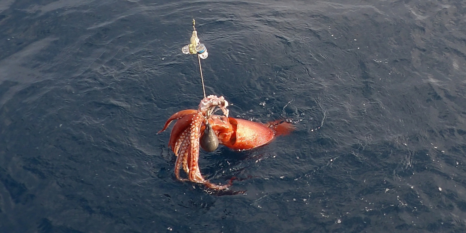 Calamar rouge pris à la turlutte aiguille doté d’un appât