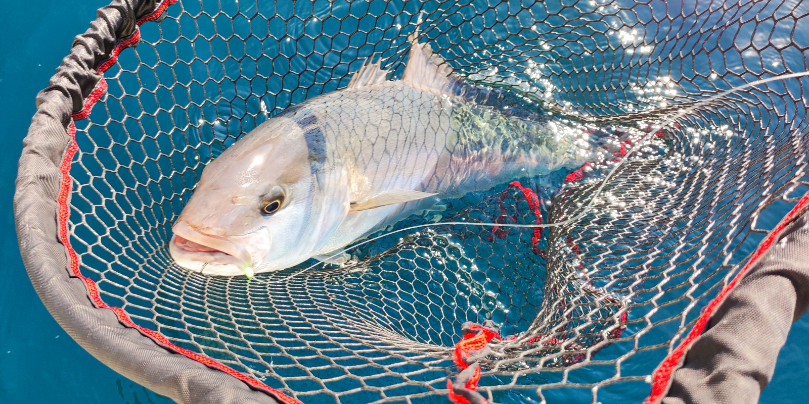 Le downrigger est très efficace pour pêcher la sériole !