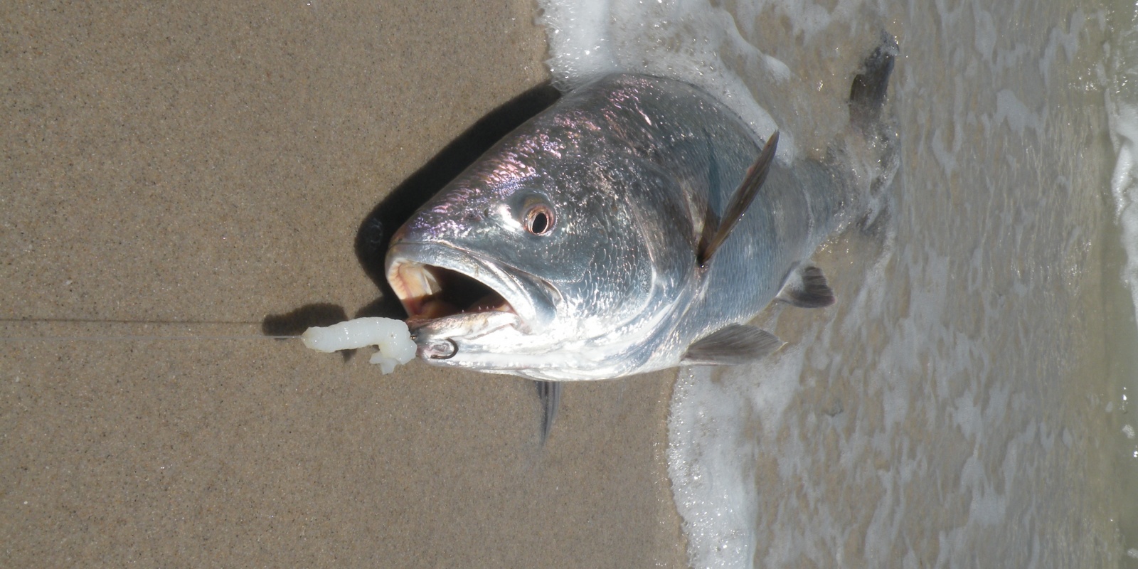 Beau maigre pris en surfcasting !