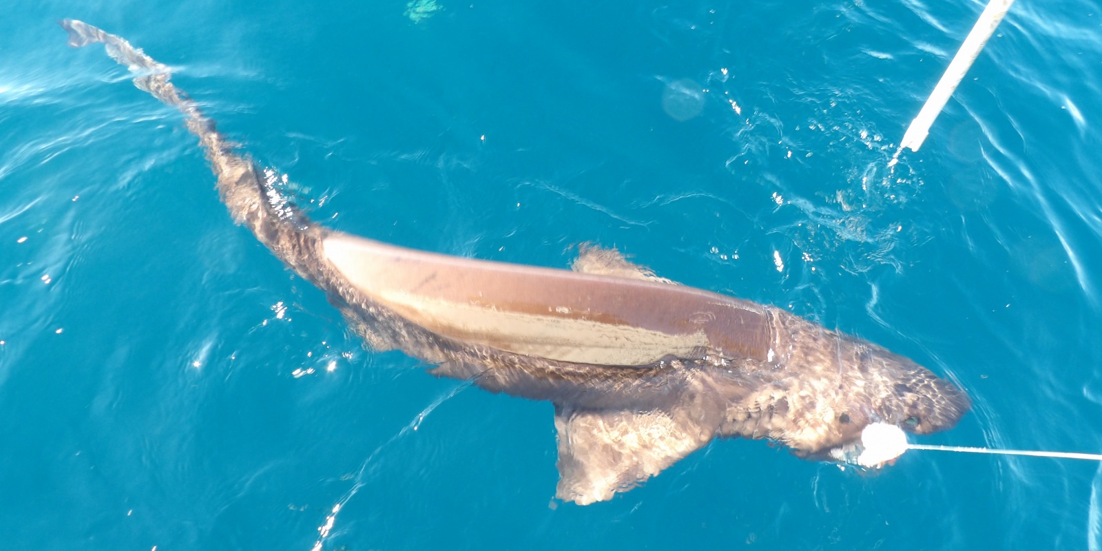 Requin griset arrivant au bateau