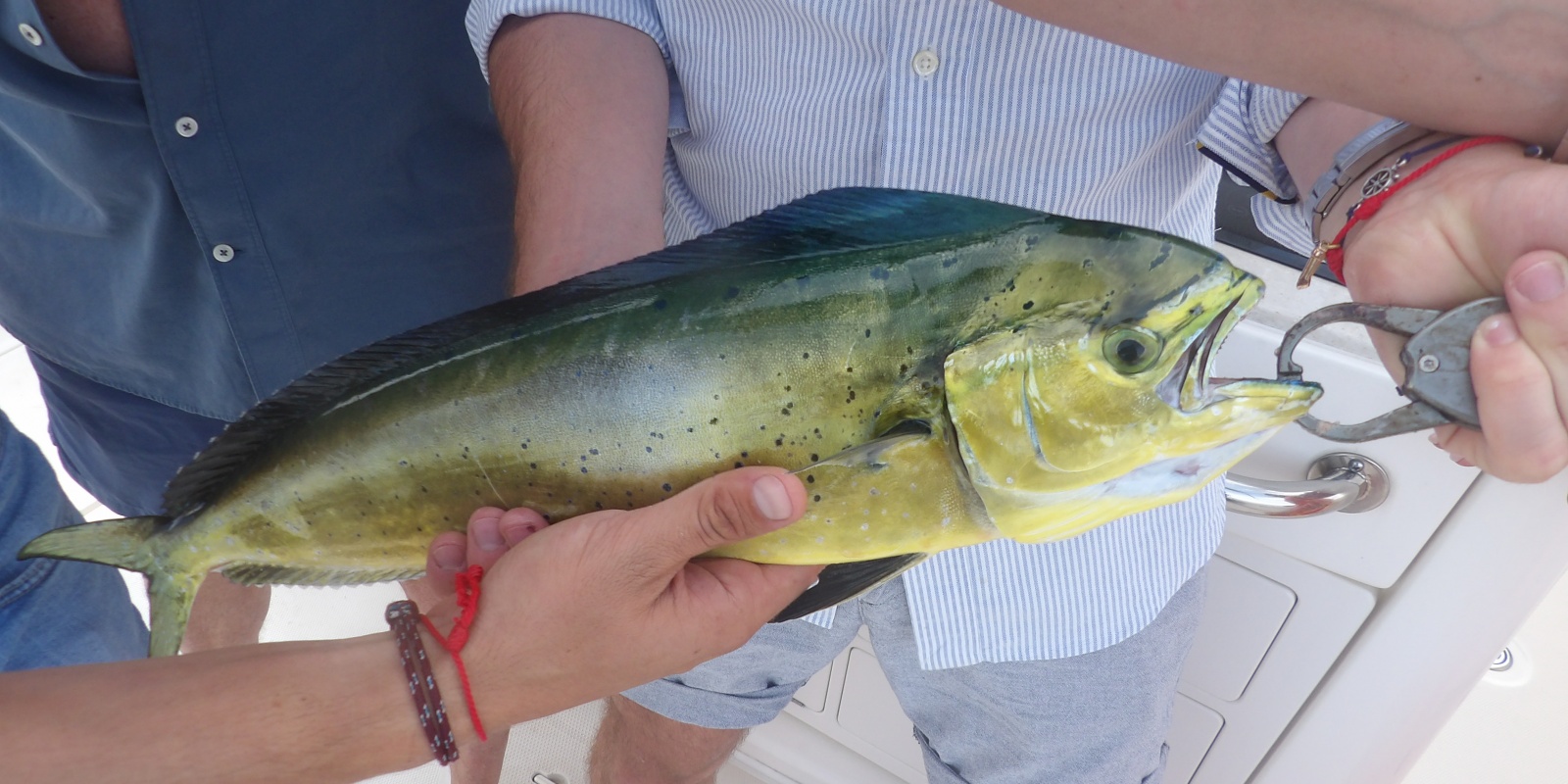 Un fish grip Coryphène prise au lancer au casting jig permet d’éviter de trop nombreuses manipulations et de relâcher dans de bonnes conditions ce poisson si fragile Un fish grip Coryphène prise au lancer au casting jig permet d’éviter de trop nombreuses manipulations et de relâcher dans de bonnes conditions ce poisson si fragile
