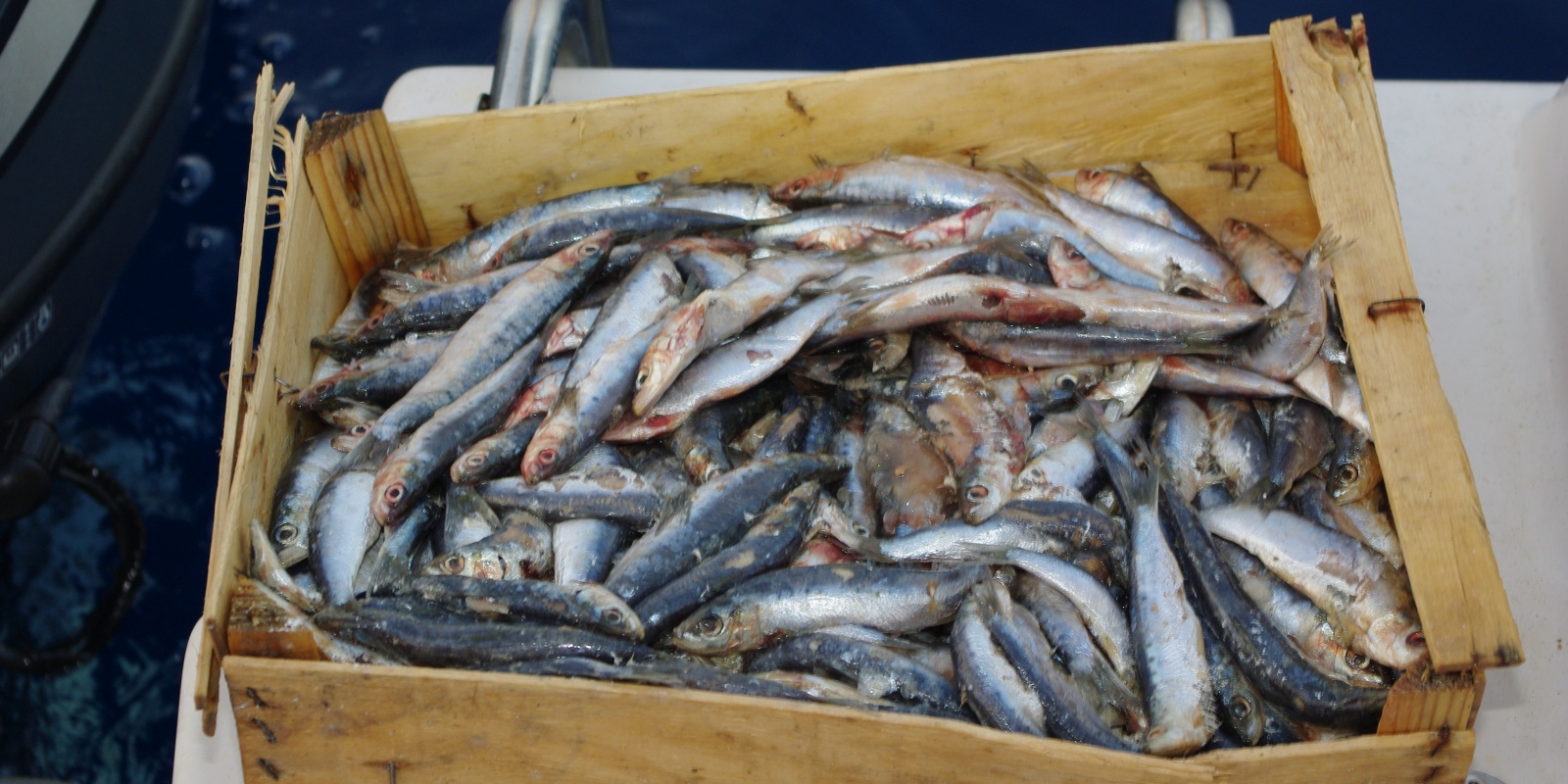 La sardine est un très bon appât pour le merlu ! La sardine est un très bon appât pour le merlu !