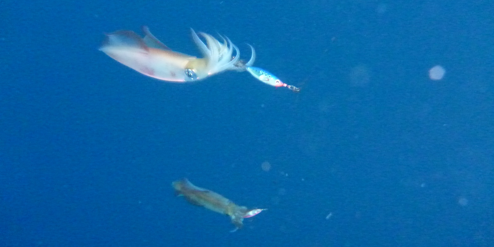 Joli doublé de calamars sur un montage tataki avec des Ultra Baits Yo-Zuri