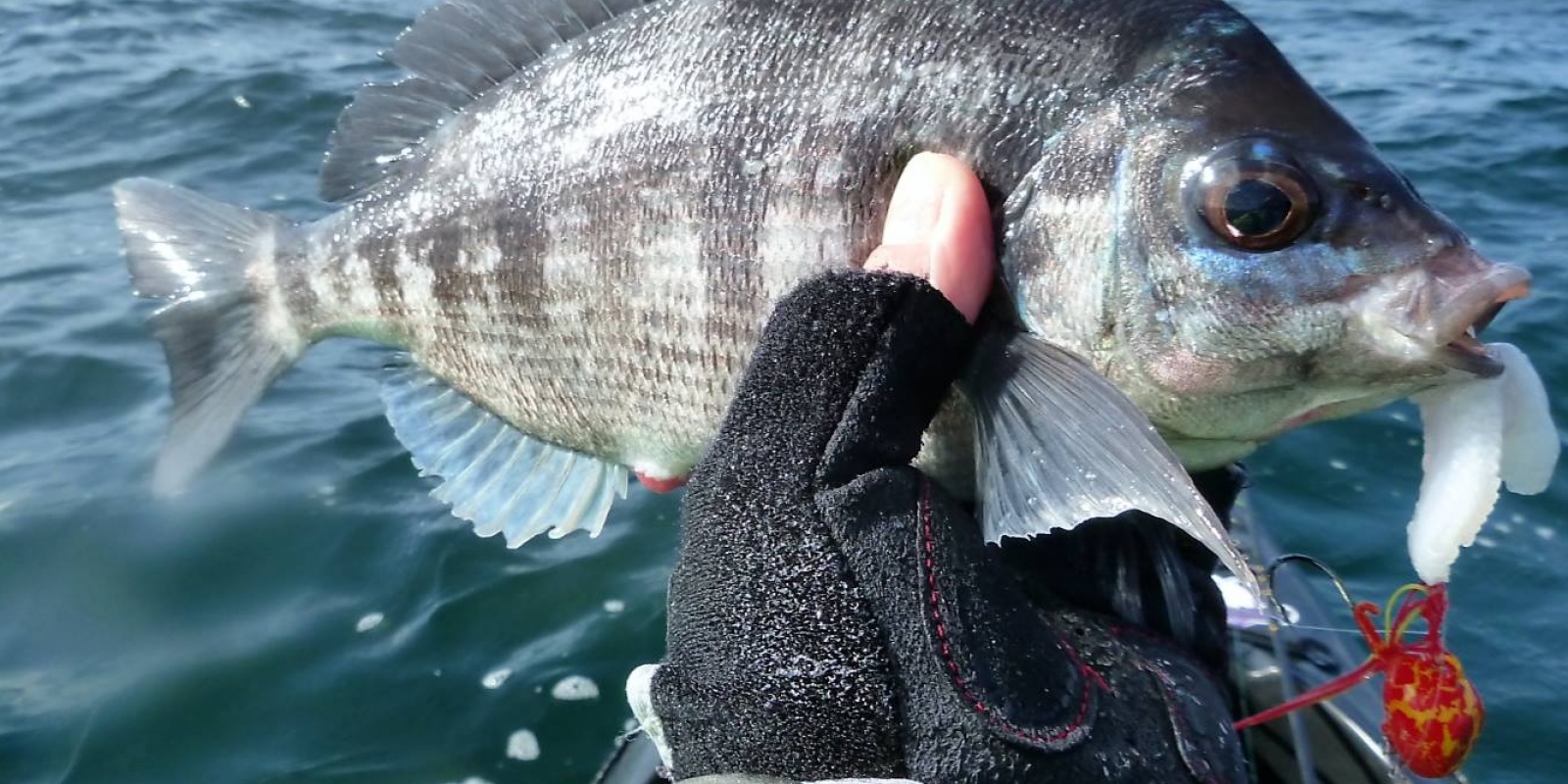 Dorade grise prise au Tenya Deep Bream esché avec une lanière de calamar Dorade grise prise au Tenya Deep Bream esché avec une lanière de calamar